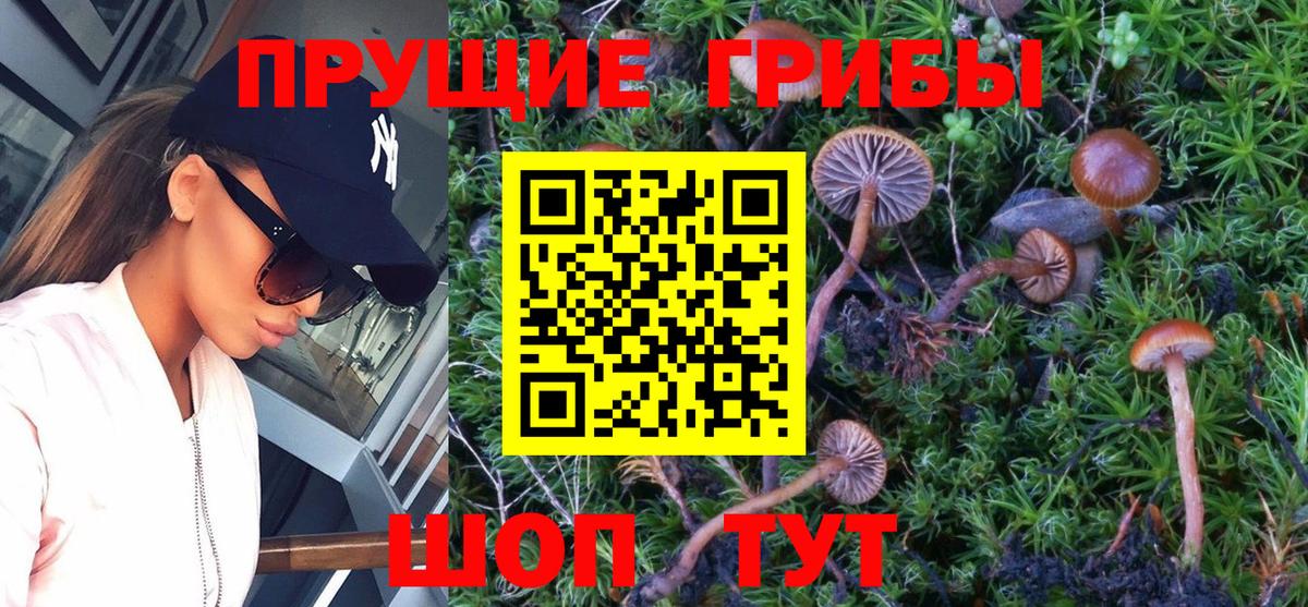 Галлюциногенные грибы Cubensis Саров